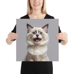 Ragdoll Kitten Poster Print Art