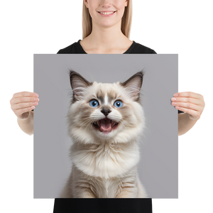 Ragdoll Kitten Poster Print Art