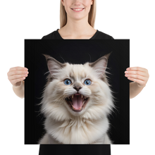 Angry Ragdoll Kitten Poster Print Art