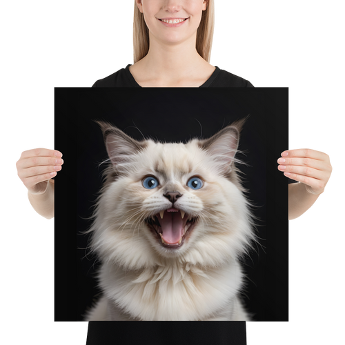 Angry Ragdoll Kitten Poster Print Art