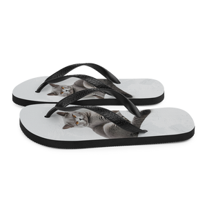 Relaxing British Shorthair Cat Flip Flops