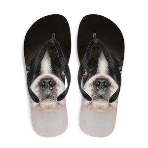 Boston Terrier Dog Flip-Flops by Design Express