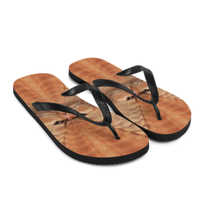 Persian Cat Flip-Flops by Design Express