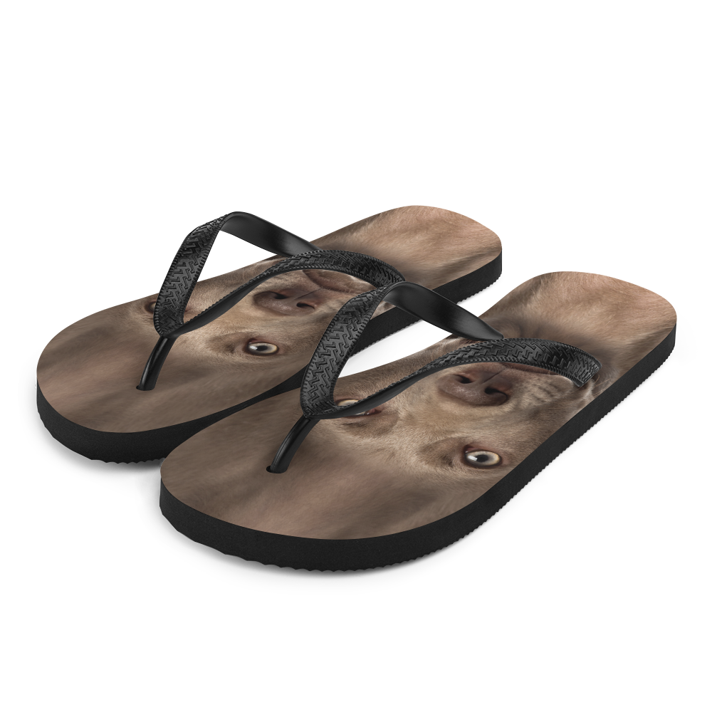 Weimaraner slippers best sale